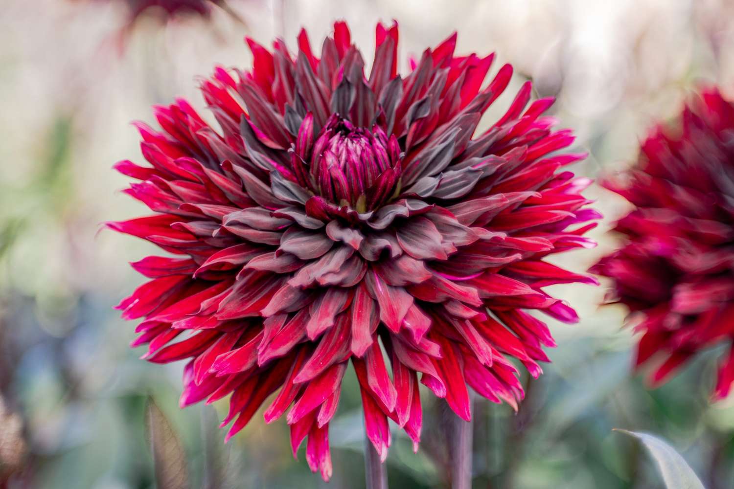 Dahlie 'Black Jack'